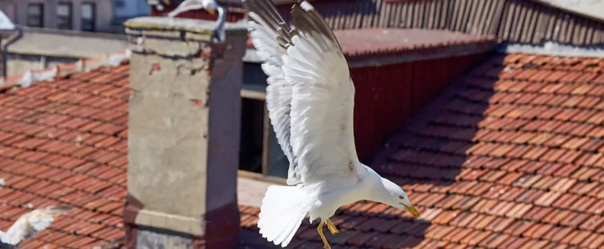 Residential Chimney Animal Removal Solution in Eagle, ID